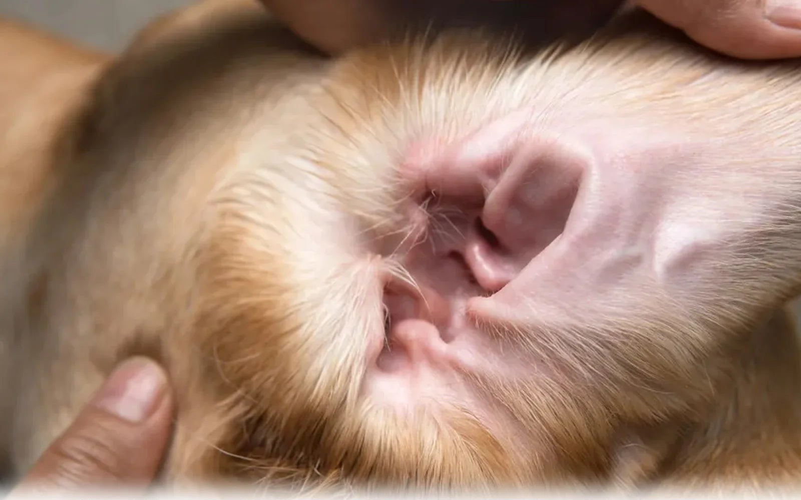 Kapky na čištění uší pro psy – 60 ml