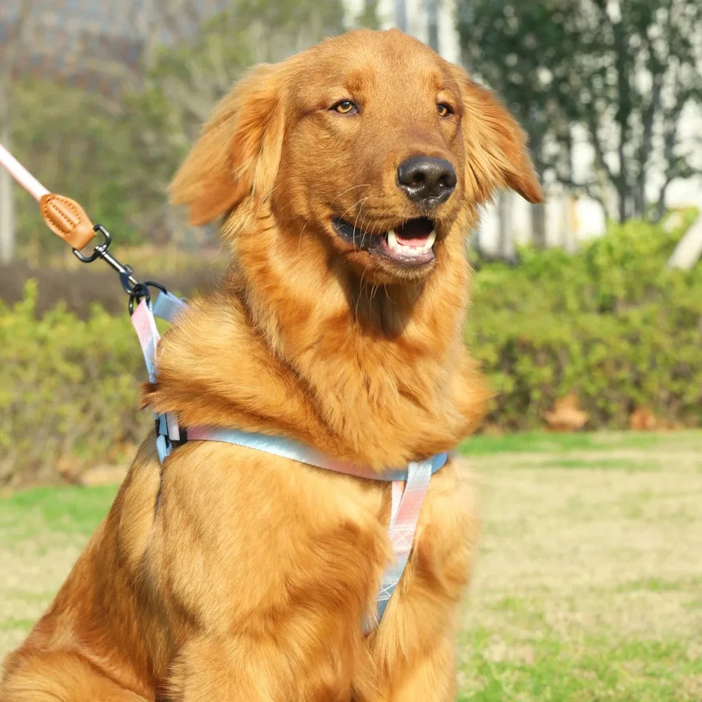 Chest for Dog Harness for Dogs Small Dog Leash Pet Supplies Puppy Accessories Collars Harnesses Leashes Pets Collar