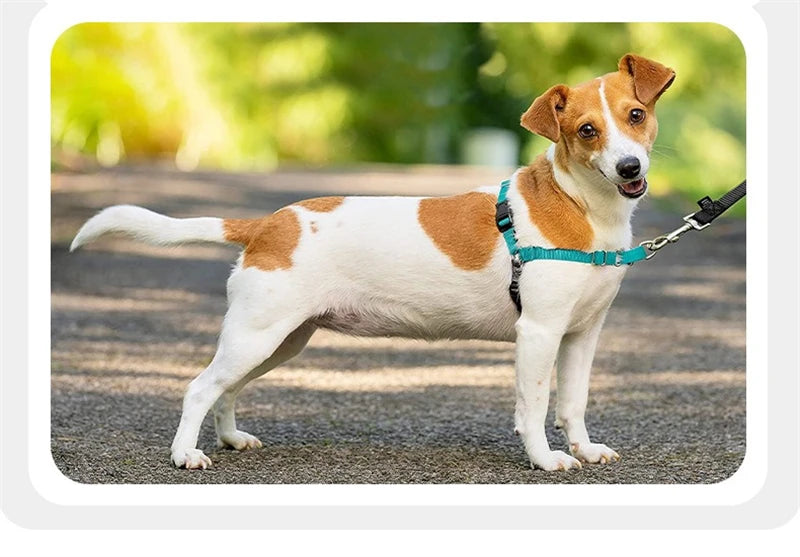 Nylonový postroj pro psy – nastavitelný, anti-únik, všechny velikosti